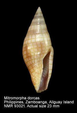 Mitromorpha dorcas.jpg - Mitromorpha dorcas (Kuroda & Oyama,1971)
